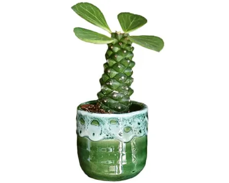 Can This Euphorbia Ever Sprout Again?